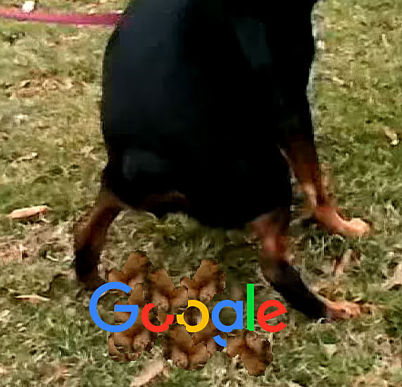 pooped on google