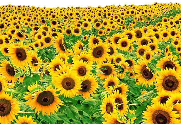 sunflower field