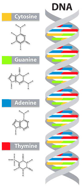DNA