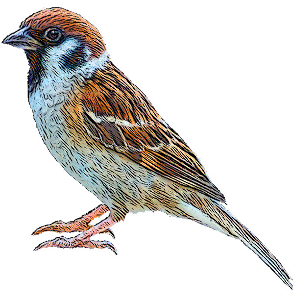 House Sparrow