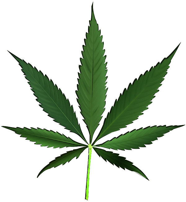 cannabis leaf