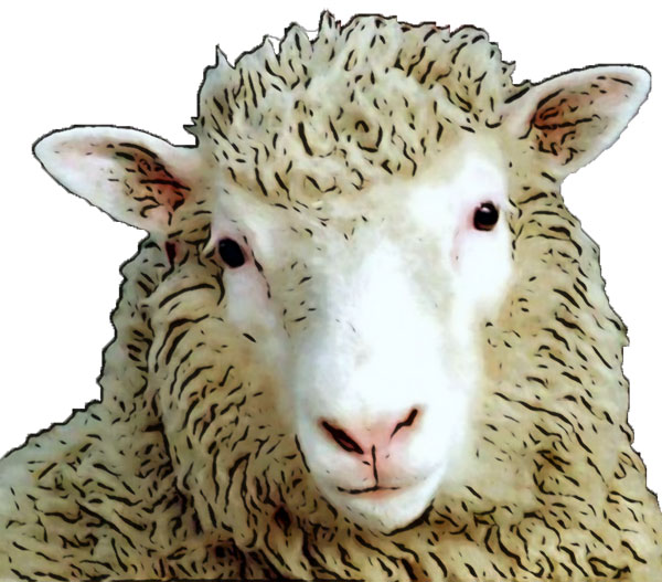 Dolly the cloned sheep