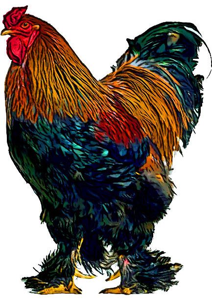 Brahma Rooster