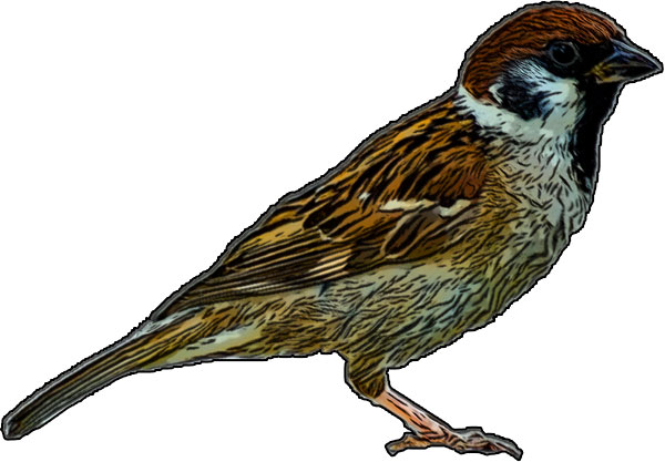 Sparrow