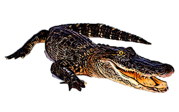 American Alligator