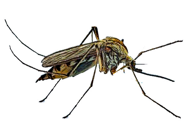 Anopheles mosquito