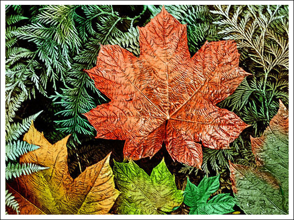 Ansel Adams foliage shot