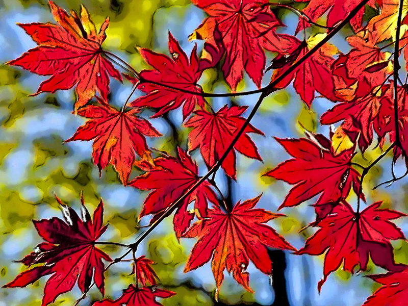 Autumn Reds in full splendor