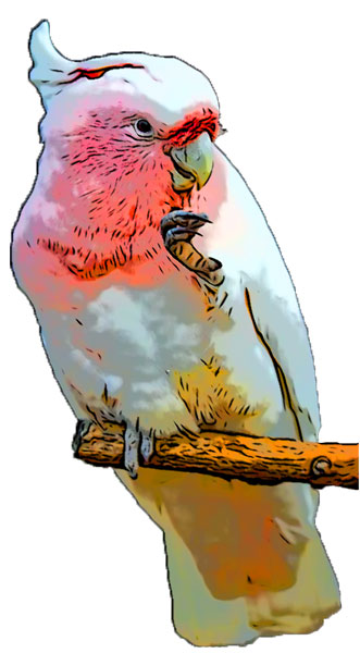 Cookie the Cockatoo