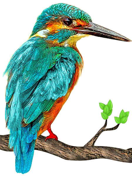Kingfisher