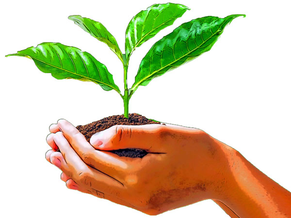Seedling