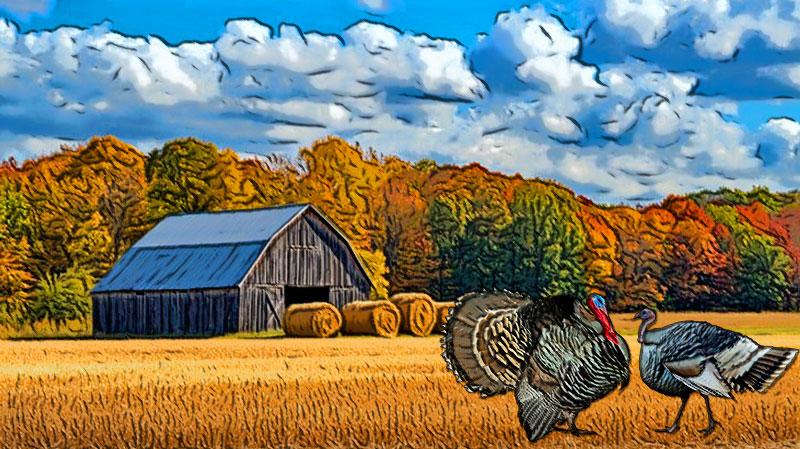 Turkeys in an Autumn Hayfield
