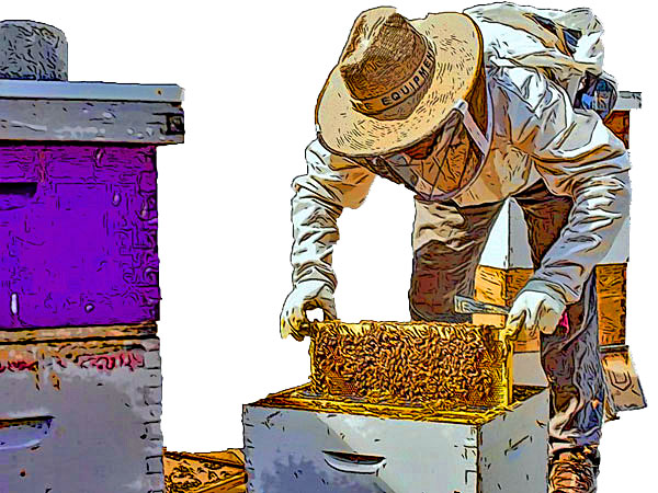 Urban Beekeeper