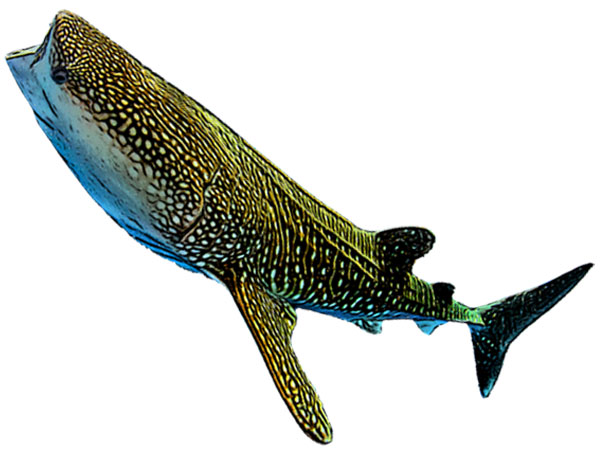Whale Shark