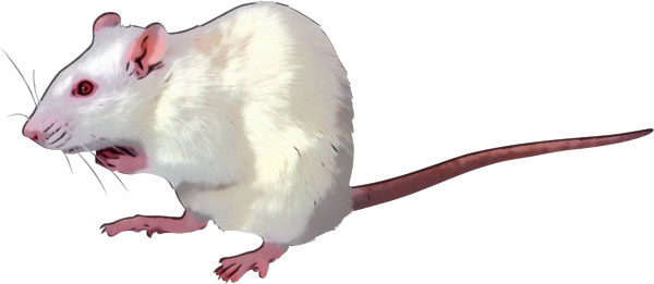 albino rat