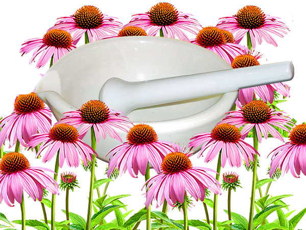 ceramic mortar and pestle with Echinacea