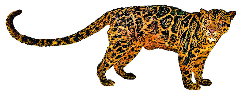 clouded leopard