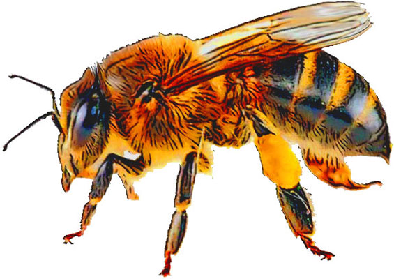 honeybee