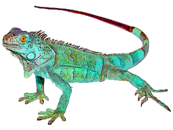 Reptile Awareness Day