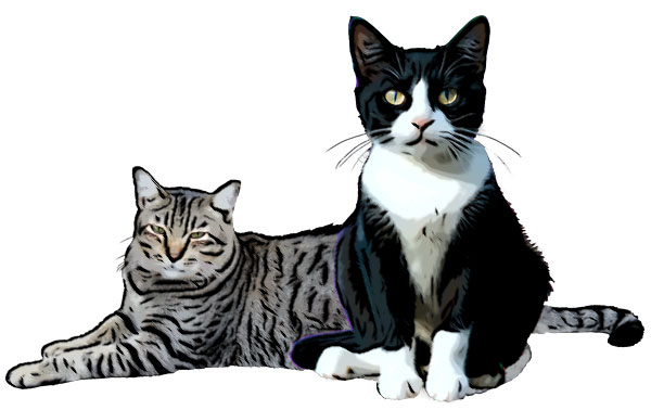 kitties