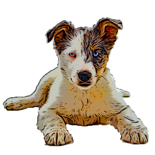 mutt
