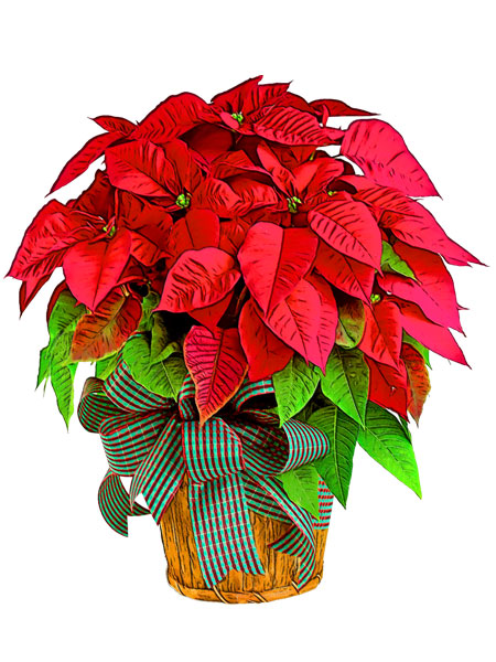 poinsettia