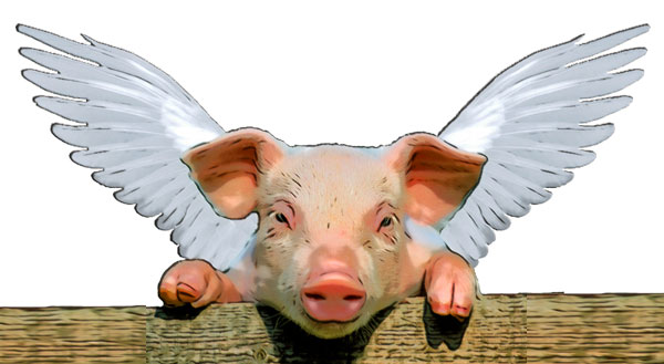 when pigs fly
