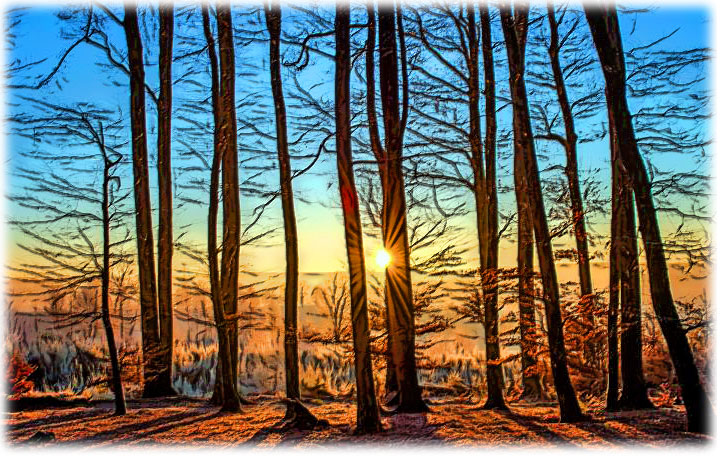 Winter in the forest