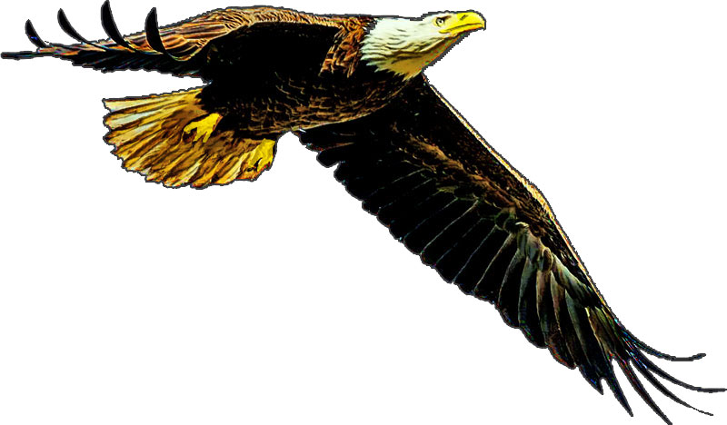 Female Bald Eagle in Flight