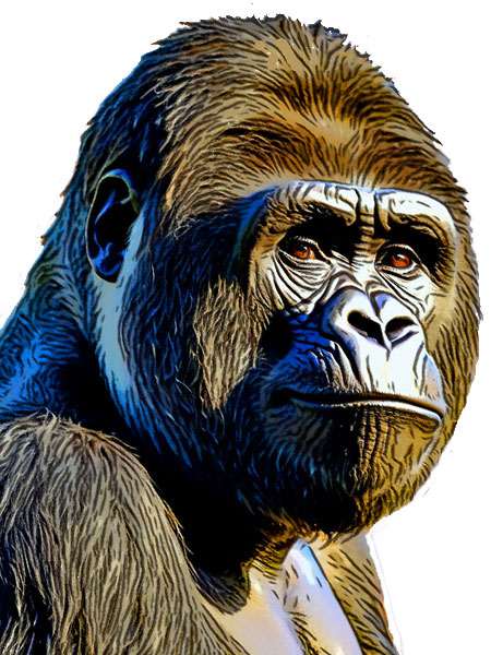 Harambe the murdered gorilla