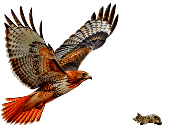 Hawk catches kitty for chicks