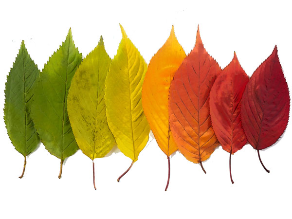 Hickory Leaves in seasonal transition