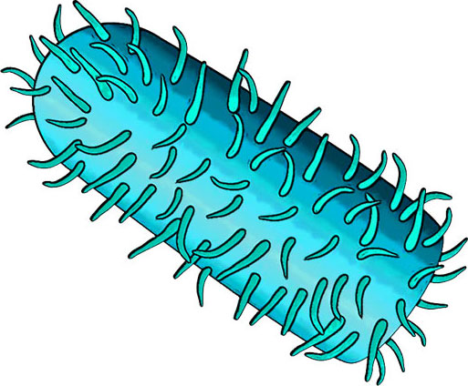 Human Rabies Virus