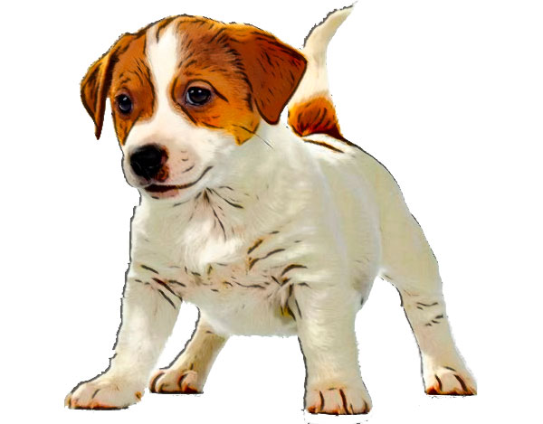 Jack Russell Terrier puppy
