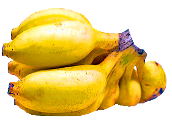 Plantain bunch