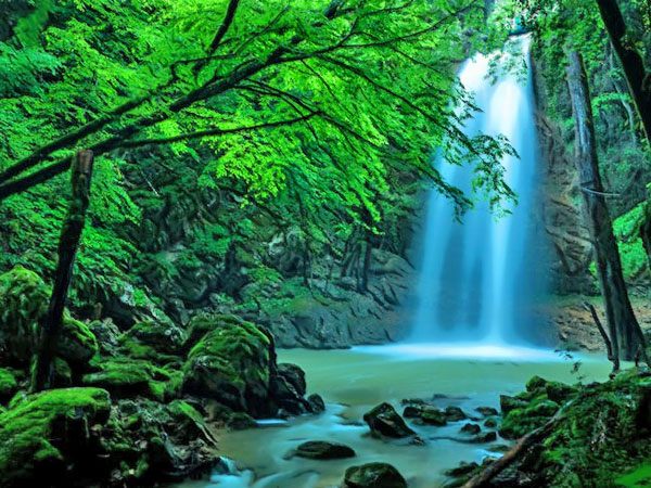 Rainforest