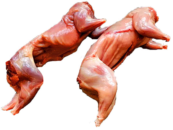 Squirrel prepared for cooking