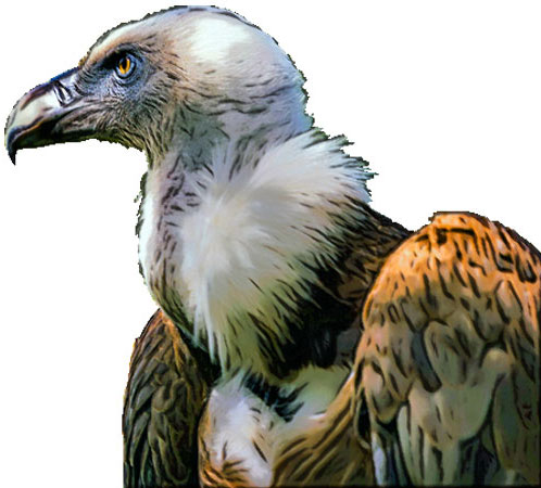 vulture head