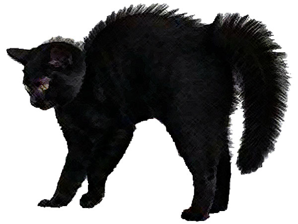 black cat