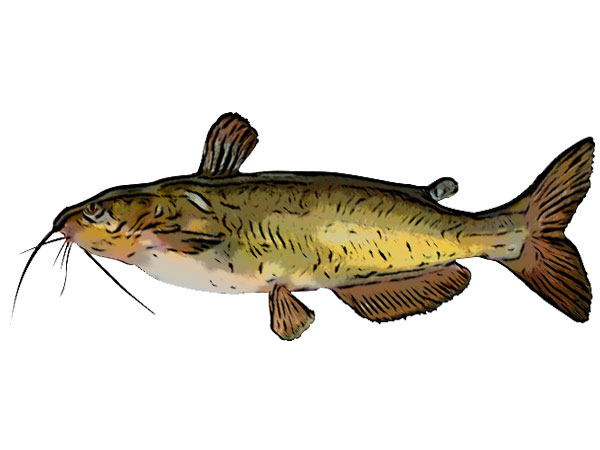 channel catfish