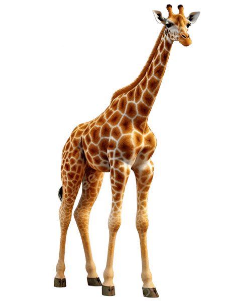 giraffe