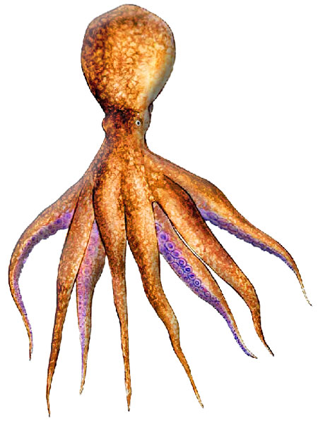 octopus dollfusi
