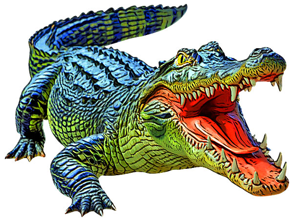 pet alligator