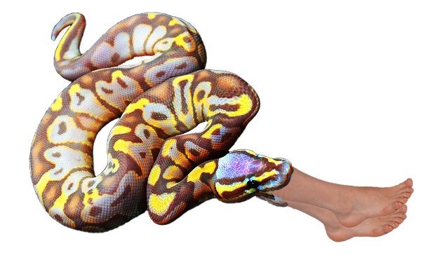 pet python