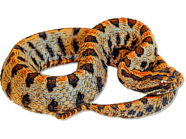 pigmy rattlesnake