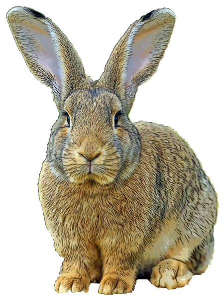 quick like a bunny