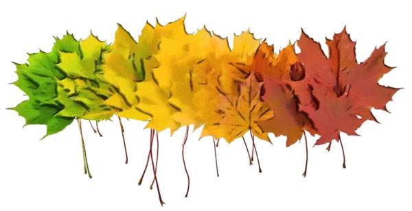 sequences of Maple Leaves turning color